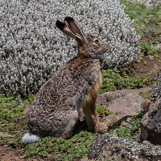 Bale Mountains - Sanetti - Stark's hare